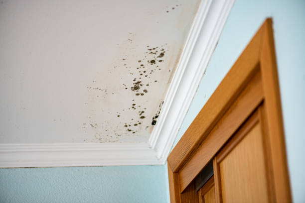 Best Post-Flood Mold Remediation in Brookville, OH