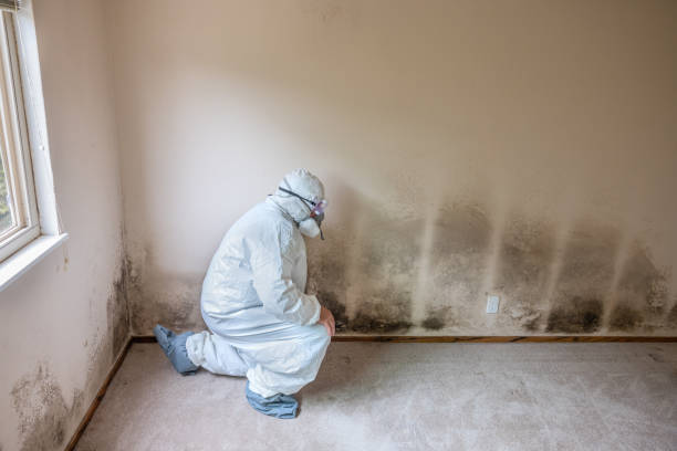 Best Residential Mold Remediation in Brookville, OH