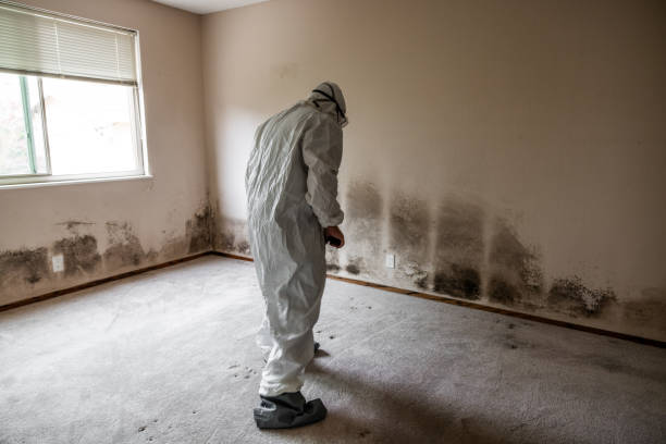 Best Black Mold Remediation in Brookville, OH