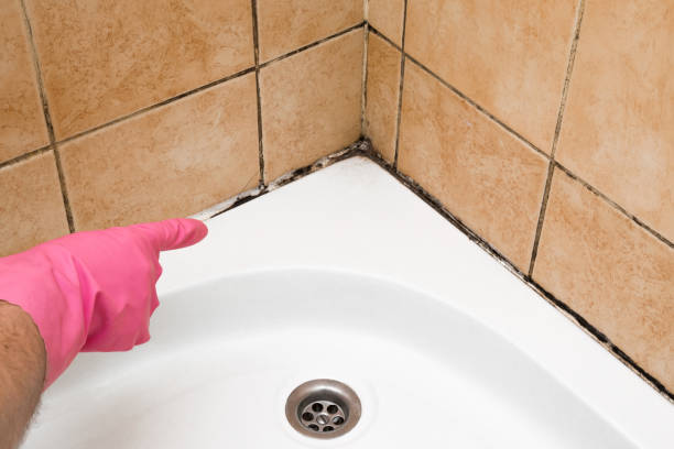 Best Industrial Mold Remediation in Brookville, OH